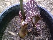 Typhonium venosum formerly Sauromatum venosum